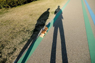 High angle view of dog shadow on road