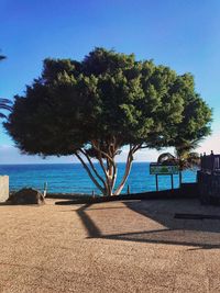Tree by sea against clear blue sky