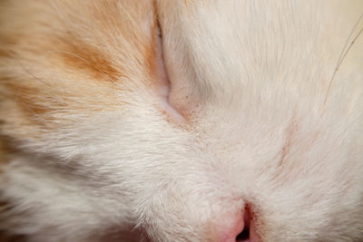 Close-up of cat sleeping