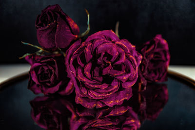 Close-up of rose petals on mirror