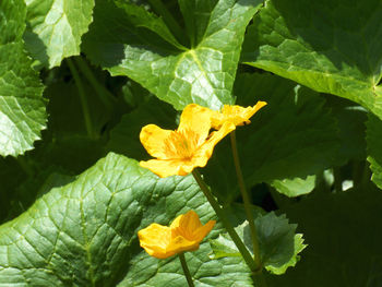 Close-up of yellow flower blooming outdoors