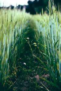 Plants growing on field