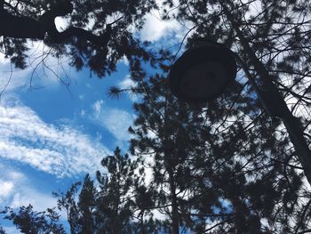 Low angle view of trees against sky