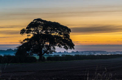 Silhouette tree on field against sky during sunset