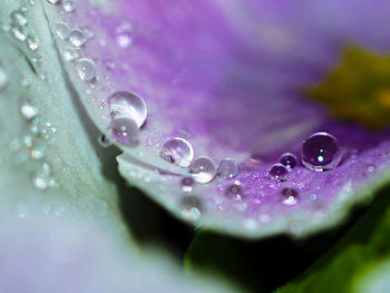 Close-up of water drops on purple flower