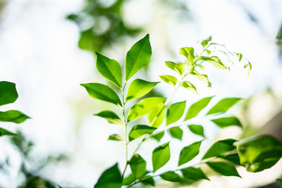 Close-up of fresh green leaves