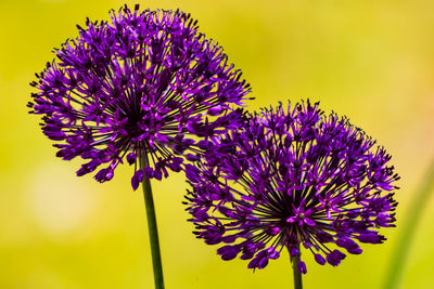 Close-up of purple flowering plant