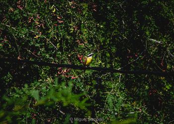 Bird perching on a tree