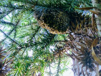 Close-up of pine tree