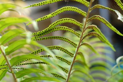 Close-up of fern leaves