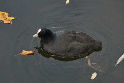 High angle view of duck swimming in lake