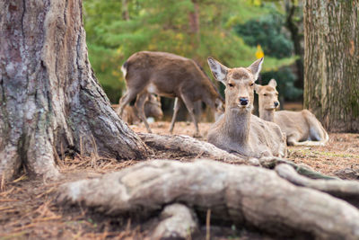 Deer in a field