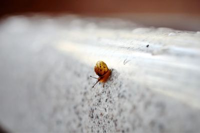 Close-up of ladybug