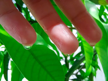 Close-up of hand holding leaves