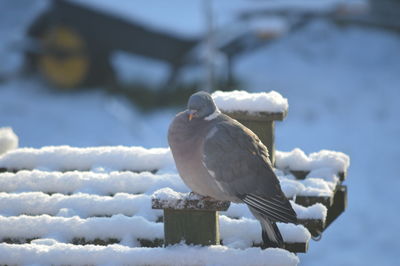 Close-up of bird perching on snow