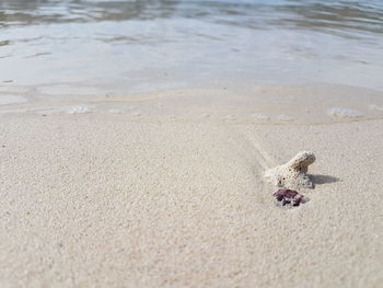 Close-up of crab on sand at beach