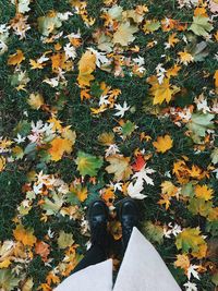 Low section of person standing on yellow autumn leaves