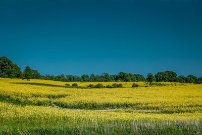 Scenic view of yellow field against clear blue sky