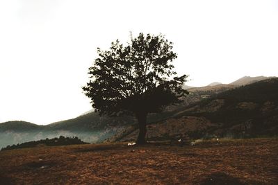 Tree on field against sky