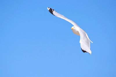 Low angle view of bird flying against clear blue sky