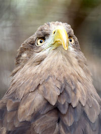 Close-up portrait of owl