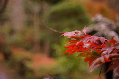 Close-up of red maple leaf against blurred background