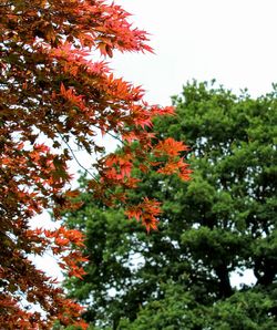 Low angle view of flower tree against sky