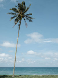 Palm tree on beach against sky