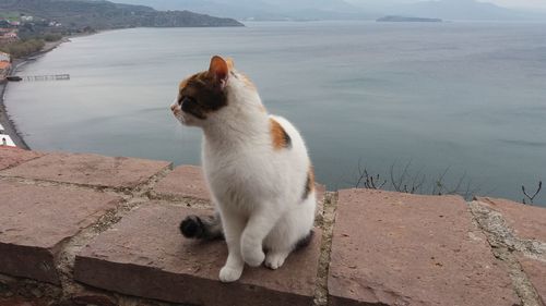 Cat sitting on retaining wall by sea against sky
