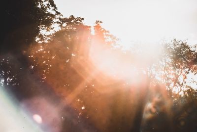 Sun shining through trees during sunset