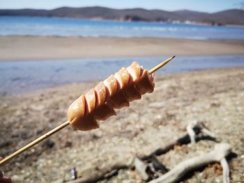 Close-up of crab on beach