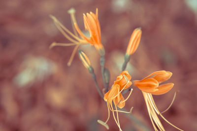 Close-up of wilted flower on field