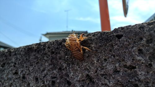 Close-up of insect on rock