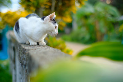 Cat looking away on retaining wall