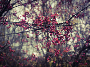 Cherry blossoms on tree