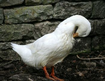 Bird on white background