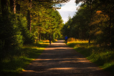 Rear view of people walking on road amidst trees