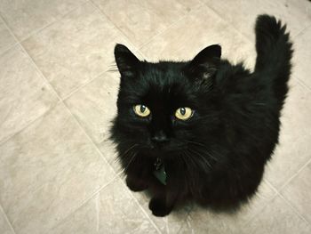 Portrait of black cat