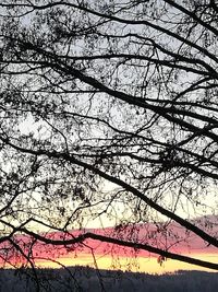 Low angle view of tree against sky
