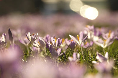 Close-up of purple crocus flowers on field