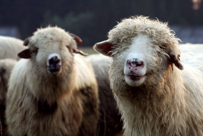 Close-up of sheep