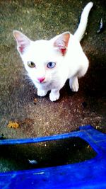 Close-up portrait of cat