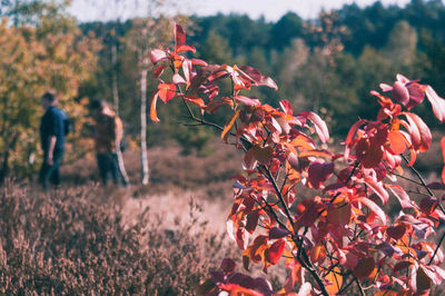 Close-up of autumn leaves on tree