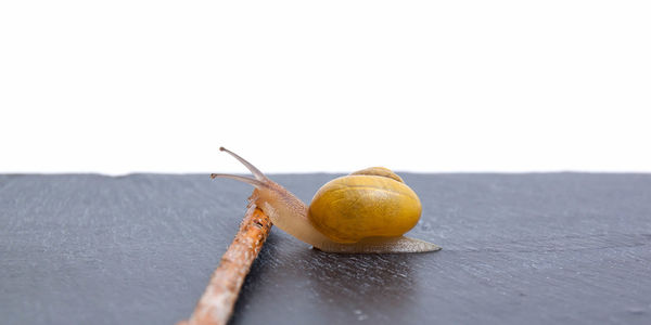 Close-up of fruit against white background