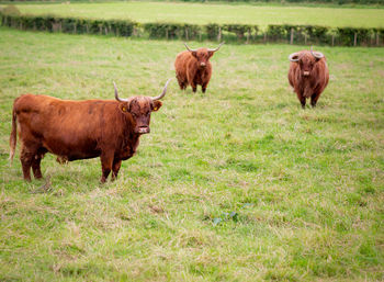 Cows in a field