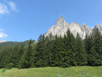 Scenic view of pine trees against sky