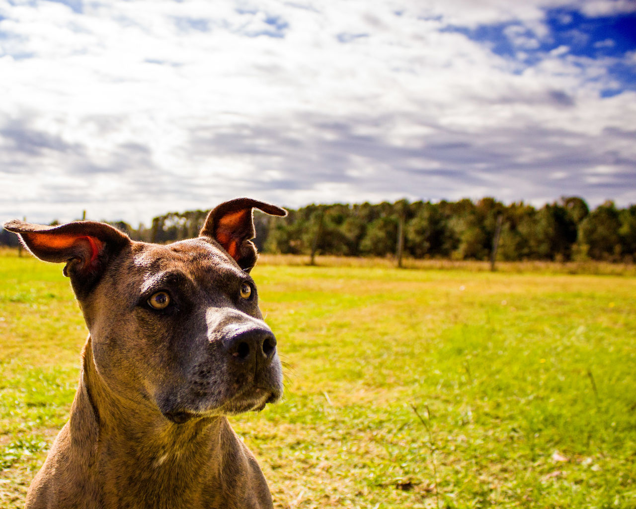 animal themes, domestic animals, one animal, mammal, field, sky, no people, grass, focus on foreground, nature, tree, outdoors, cloud - sky, day, portrait, pets, close-up