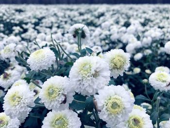 Close-up of white flowers