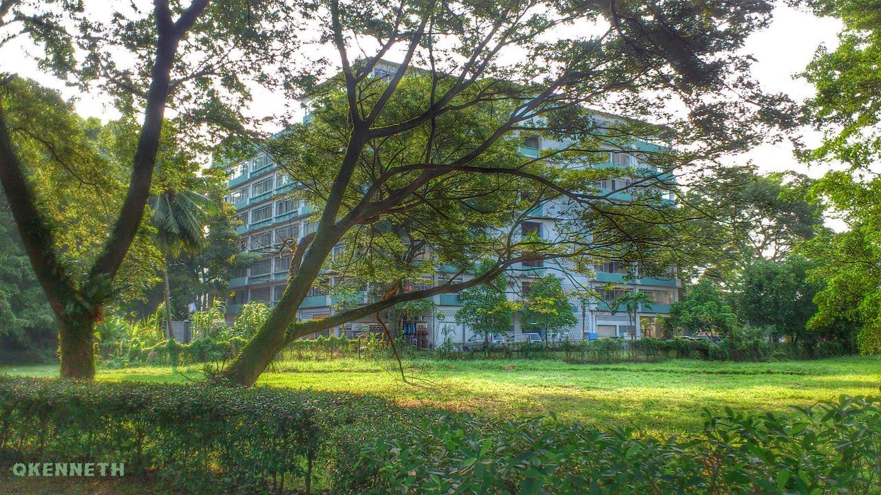 tree, growth, green color, grass, field, tranquility, beauty in nature, nature, tranquil scene, branch, landscape, scenics, tree trunk, sunlight, green, grassy, growing, park - man made space, day, plant