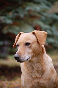 Close-up of dog